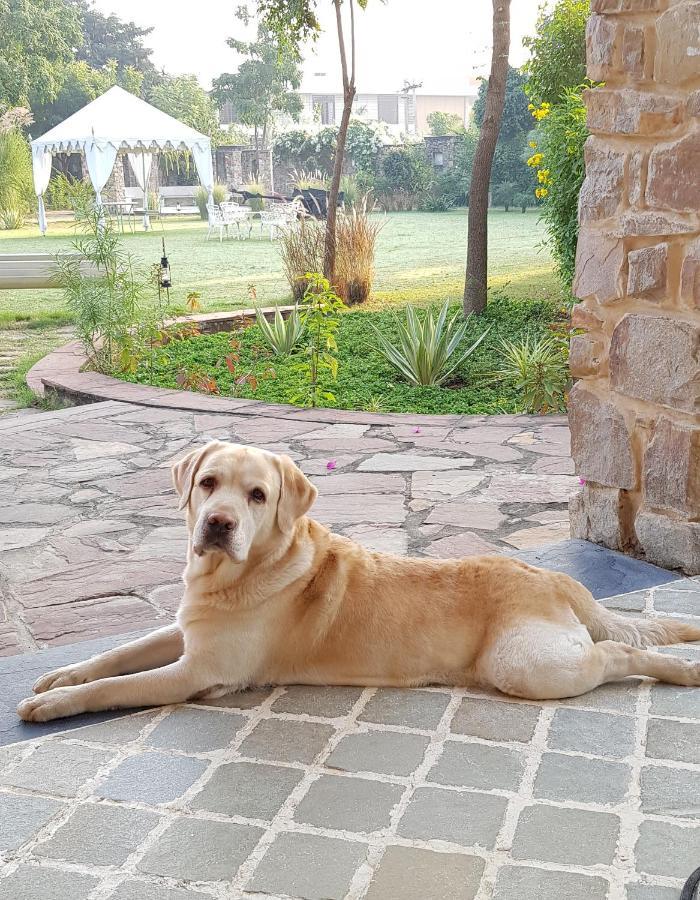 A Dog'S Story, Jaipur Bed and Breakfast Buitenkant foto