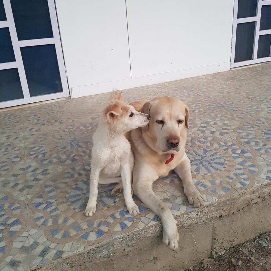 A Dog'S Story, Jaipur Bed and Breakfast Buitenkant foto