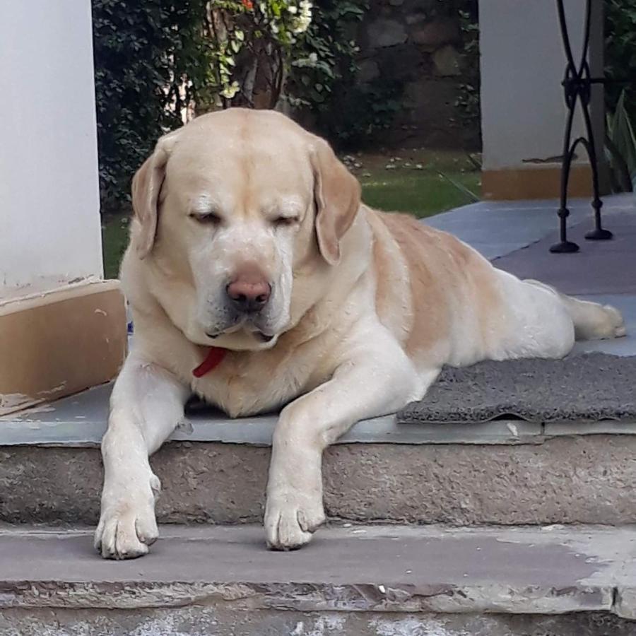 A Dog'S Story, Jaipur Bed and Breakfast Buitenkant foto