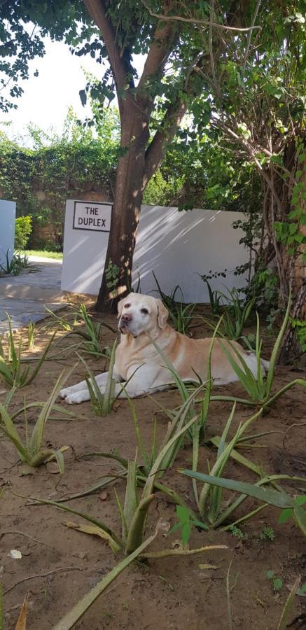 A Dog'S Story, Jaipur Bed and Breakfast Buitenkant foto